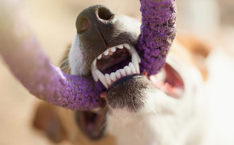 Dog-Teeth-Happy-Hounds-Senior-Pets-Dental-Decay-how-to-prevent-dog-dental-decay