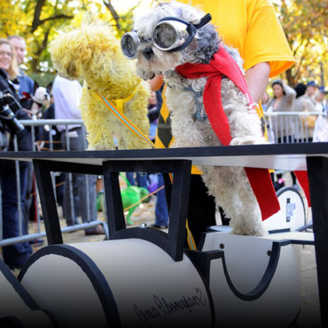 Happy-Hounds-Dog-Halloween-Activities-Dog-Costume-Contest-Tompkins-Square-Park-Dog-Parade-Calm-Chews-for-Socialization