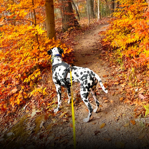 Happy-Hounds-Dog-Hike-Fall-Activitiy-Ideas-for-pet-owners-to-keep-calm-dog-in-fall-foliage