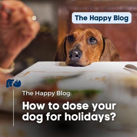 cbd-for-dogs-separation-anxiety-holidays-how-to-dose-cbd-for-pets-traveling-anxiety-in-pets