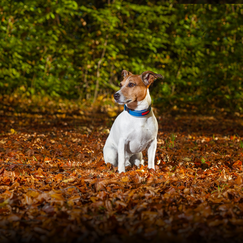 Happy-Hounds-leaf-pile-romping-dog-fall-activities-calming-ideas-for-dog-owners-how-to-calm-dogs-during-the-holidays