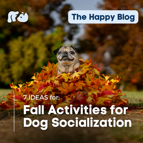 Happy-Hounds-Fall-Dog-Events-Activities-Ideas-for-pet-calming-chews-for-dogs-how-to-calm-dogs-for-the-holidays-fall-pet-care