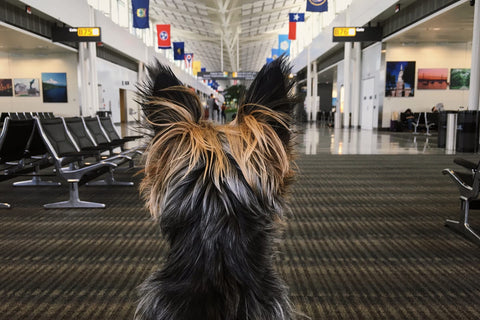 dog-travel-anxiety-yorkie-in-the-airport-happy-hounds-cbd-for-dog-anxiety