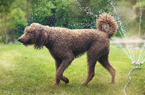Happy-Hounds-How-to-Dog-Desensitization-to-water-Poodle-in-sprinklers
