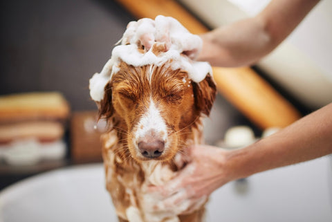Happy-Hounds-Dog-bath--how-to-calm-dog-during-bath-time-pet-care-tips