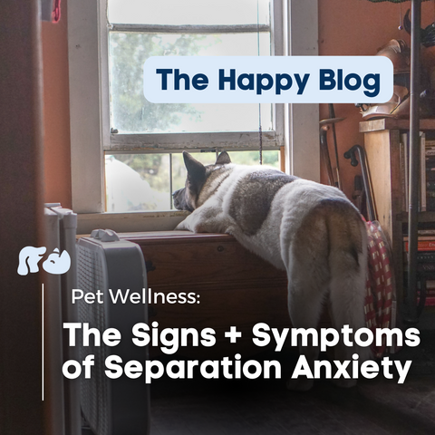 Happy-Hounds-separation-anxiety-in-pets-the-happy-blog-signs-and-symptoms-of-anxiety