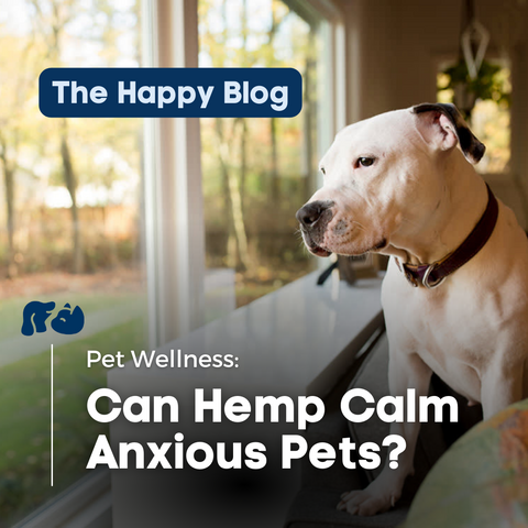 The-Happy-Dog-Allergies-Pet-Allergic-Reactions-Blog-Pet-Care-Wellness-