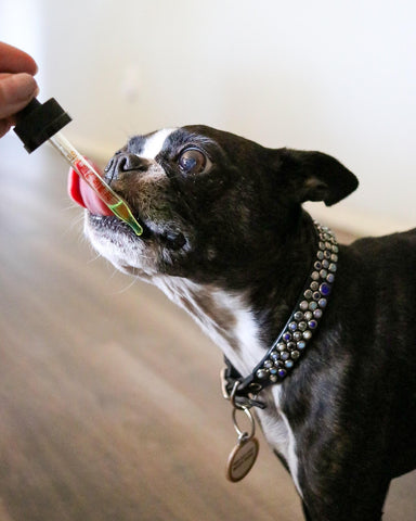 Happy Hounds, Boston Terrier taking CBD, does CBD help with Seizures, Can CBD help dogs with seizures, epilepsy in dogs, can cbd reduce epileptic seizures in dogs, are some dog breeds prone to seizures