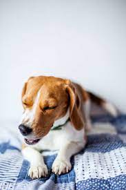 Happy Hounds, CBD for dogs with seizures, how to reduce seizures in dogs, can cbd help your dogs with seizures, how to help improve your dogs epilepsy, seizure prone senior dogs, happy hounds cbd for seizures in dogs, are terriers more prone to epileptic seizures