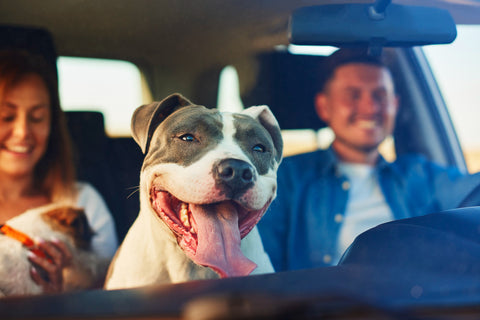 happy-hounds-how-to-help-anxious-pets-in-the-car-road-trips