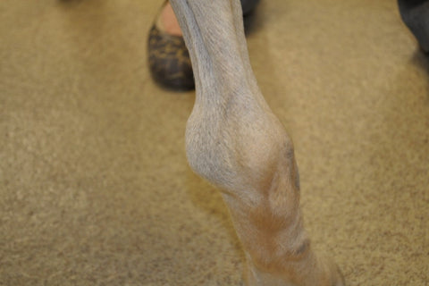 inflammation-athritic-joints-distal-tibal-in-dogs