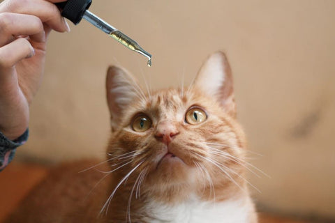 benefits of cbd for cats, best cbd for cats, vet approved cbd for cats
