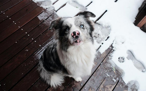 happy-hounds-happy-pets-blog-australian-husky-winter-paw-protection