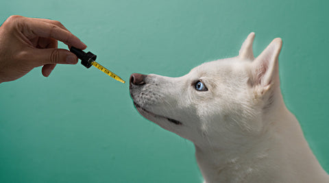 dog tincture, cbd oil for pets,<br> treats vs tinctures for pets, cbd for pet anxiety, cbd for dogs