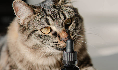 cat smelling cbd oil, cbd oil for cats, is cbd safe for cats, cbd for cat anxiety
