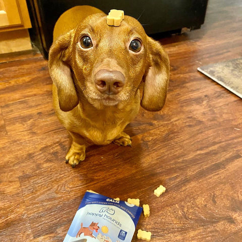 Daschund-with-dog-treats-for-separation-anxiety-on-head