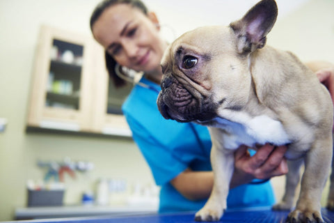 happy-hounds-cbd-french-bull-dog-with-vet-for-wellness-check