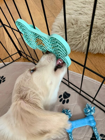 dog-using-licki-mat-for-anxiety-relief-in-kennel