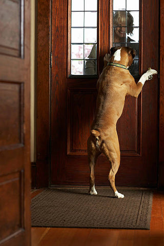 happy-hounds-cbd-pet-care-blog-dog-greeting-guests-at-door-over-excitement-dogs