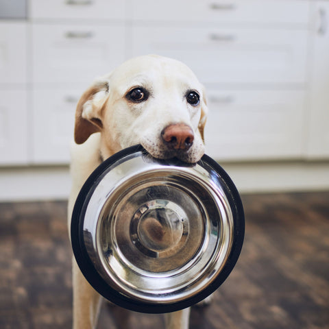 dog-with-empty-bowl-food-digestion-in-dogs