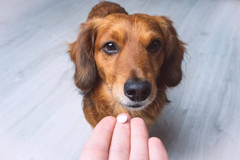 happy-hounds-dog-safe-anxiety-med-alternatives-dog-owner-giving-meds