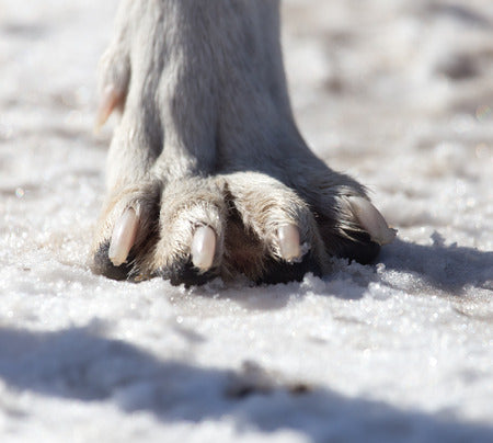 paw-care-monitoring-white-paw-in-snow