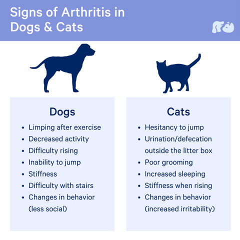 happy-pets-blog-sign-of-athritis-inflammation-in-dogs-cats