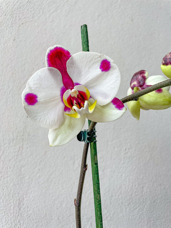 Orquídea Mariposa – Tesucc Plantas y Macetas