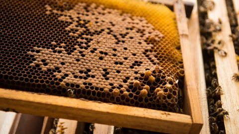 Facts About Beeswax