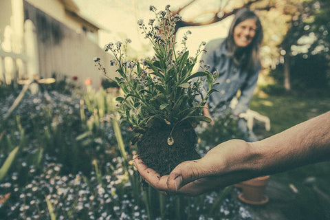 Hand holding an unearthed seedling