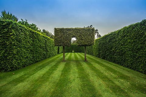 Well trimmed hedges