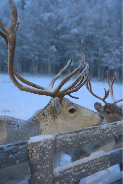 Reindeer Farm Lapland