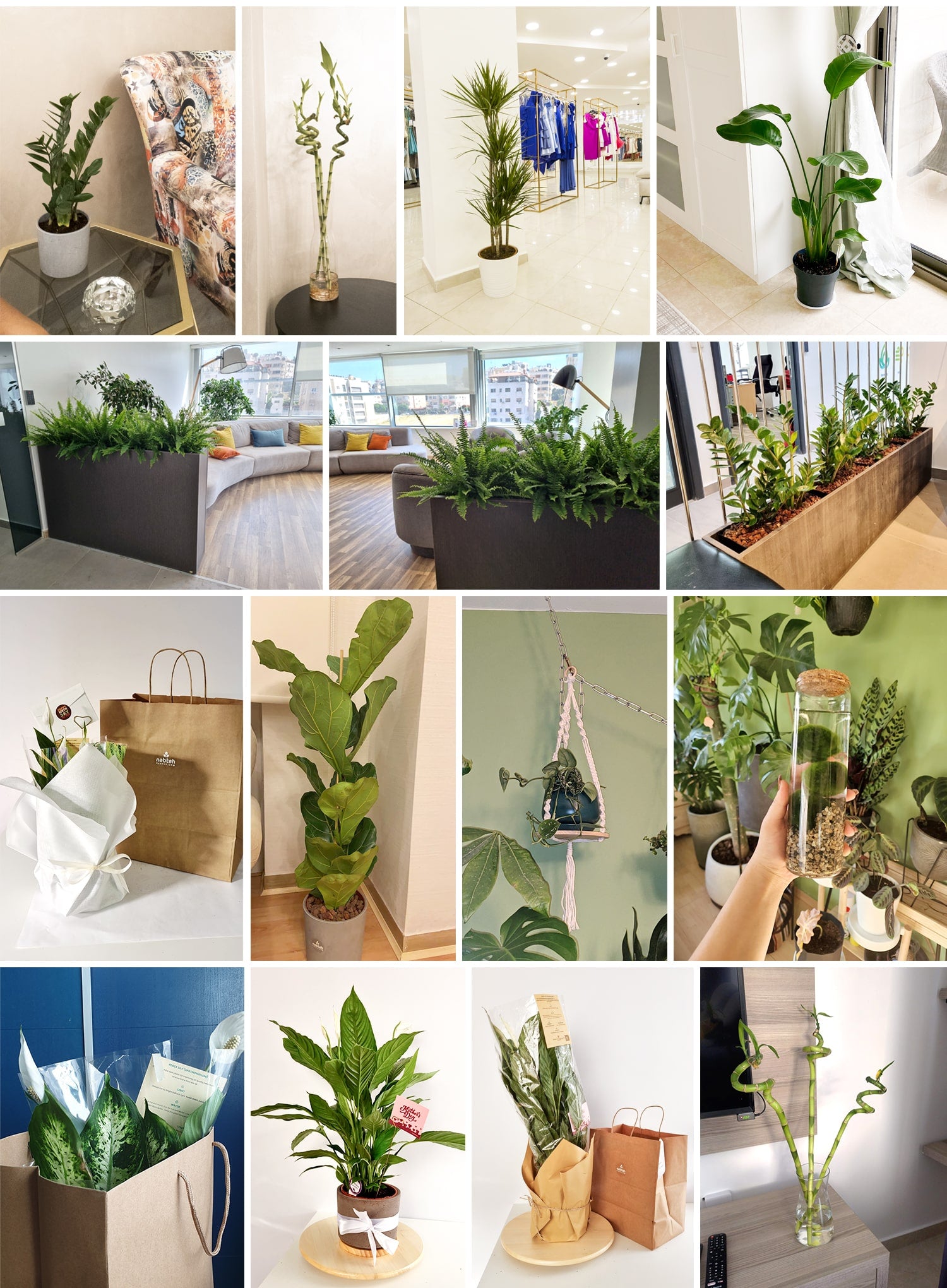 buy live indoor plants online in amman jordan