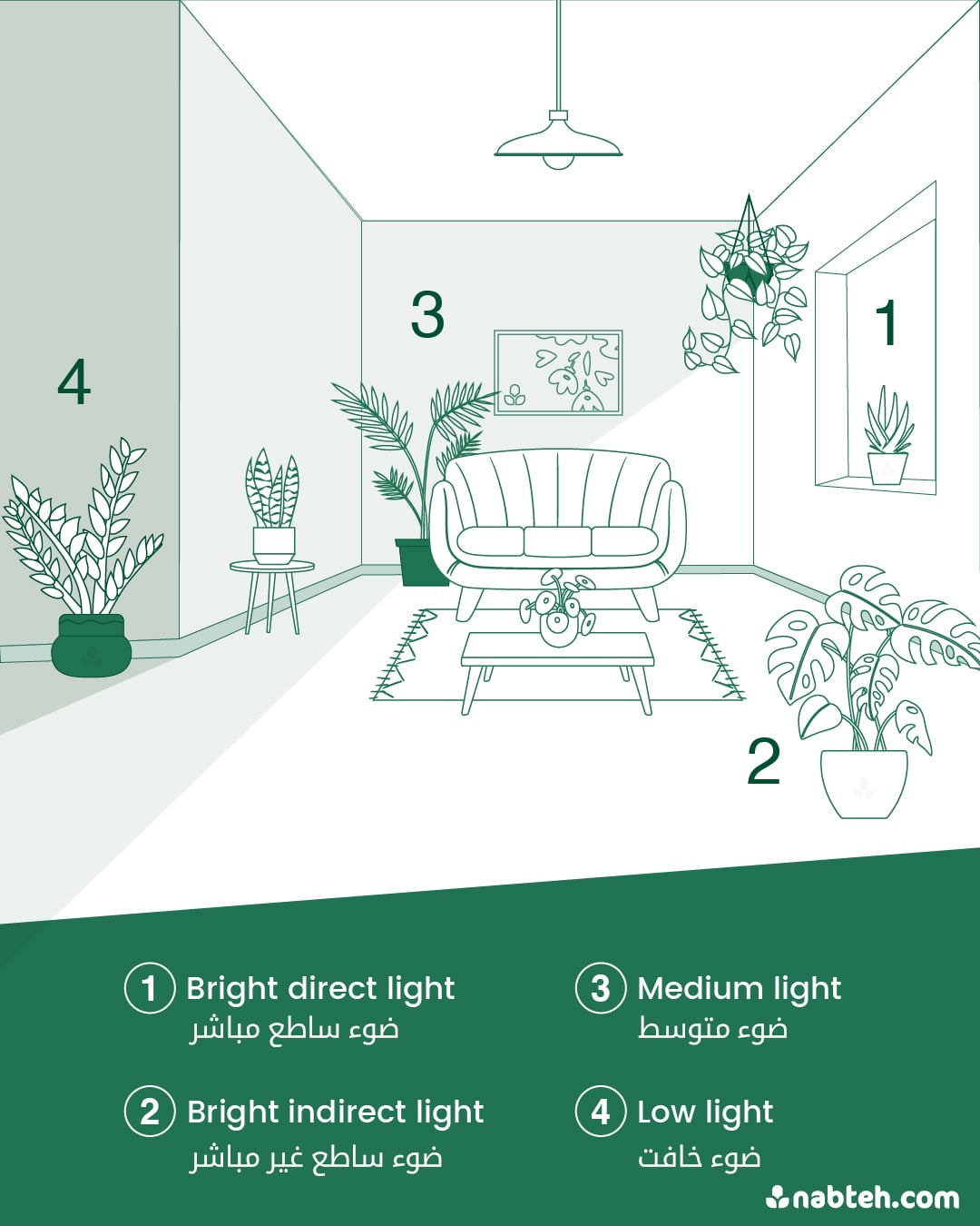 plant light guide