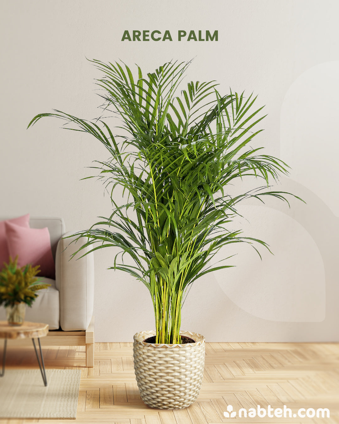 Large Areca Palm Nabteh Com