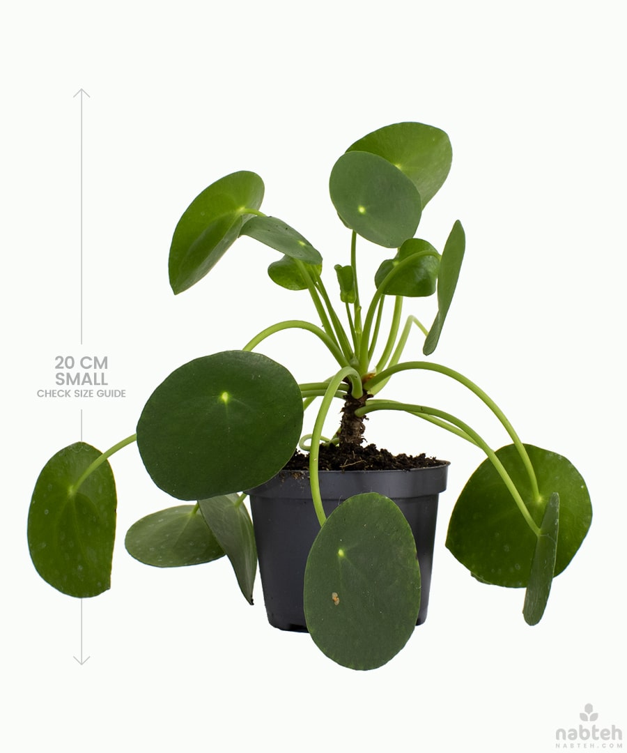 Chinese Money Plant – 