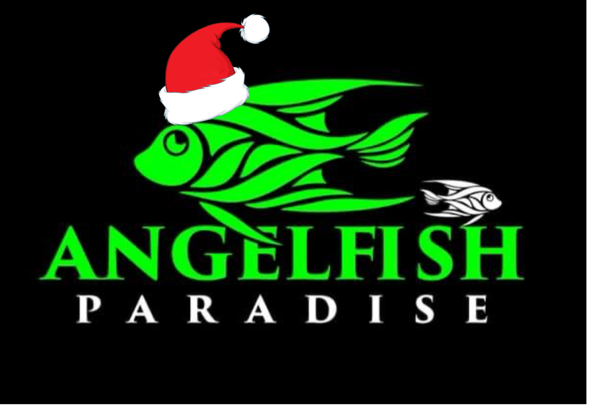 Angelfish Paradise