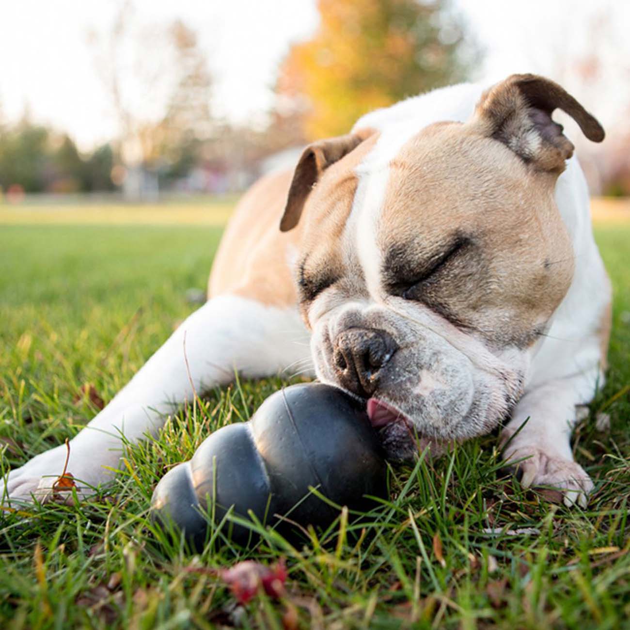 kong toys for pit bulls