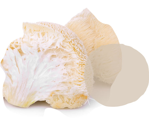 Lions Mane Functional Mushroom - UMBO Mushrooms