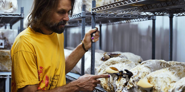 At Jake Plummer's farm: Growing reishi mushrooms