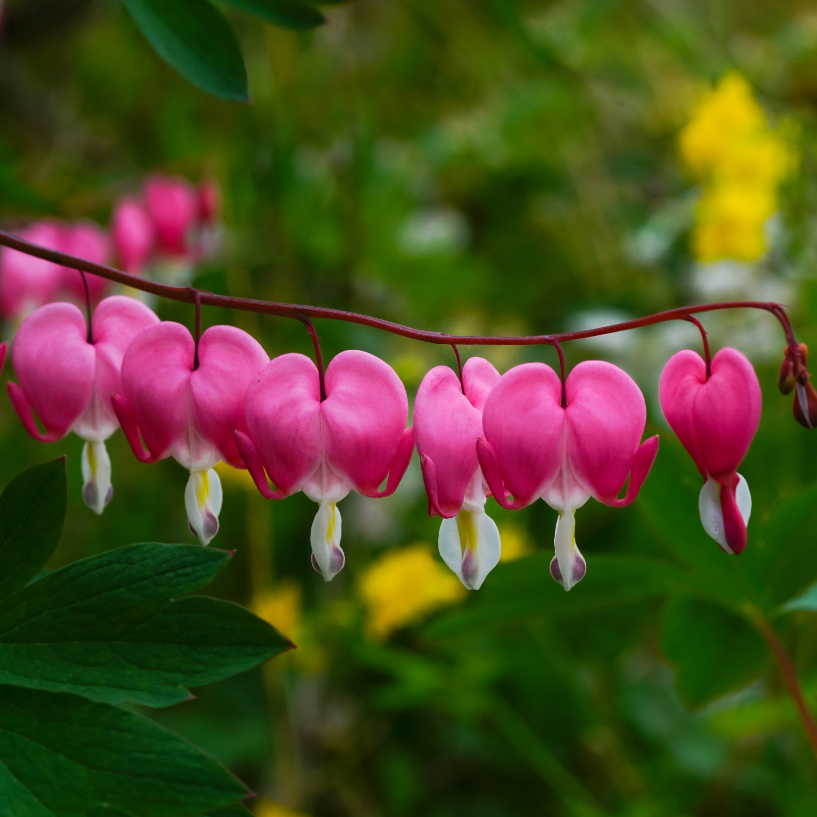 Cherry Blossom Flower Essence for Optimism and Potential – Medusa