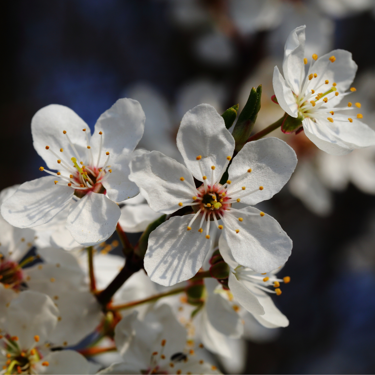 Cherry Blossom Flower Essence