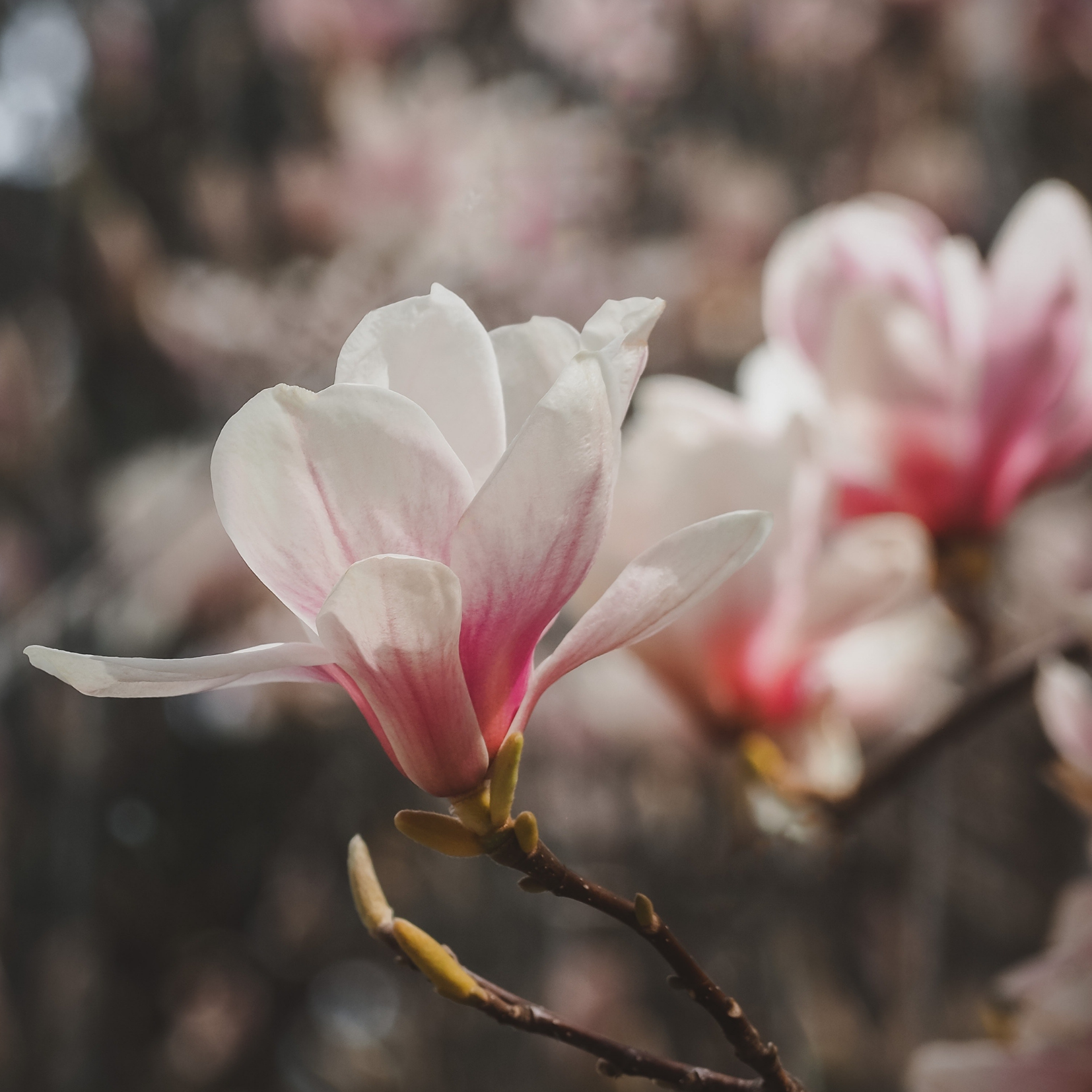Cherry Blossom Flower Essence for Optimism and Potential – Medusa