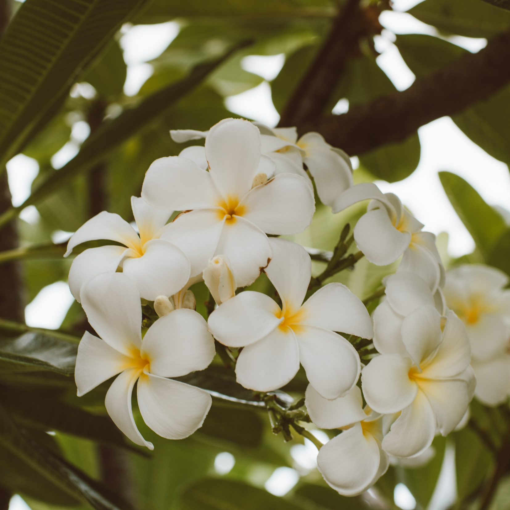 Cherry Blossom Flower Essence for Optimism and Potential – Medusa Gothic