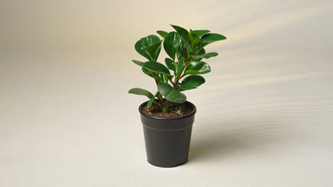 BABY RUBBER PLANT_Farmerr