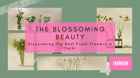 The Blossoming Beauty: Discovering the Best Fresh Flowers in Delhi_Farmerr