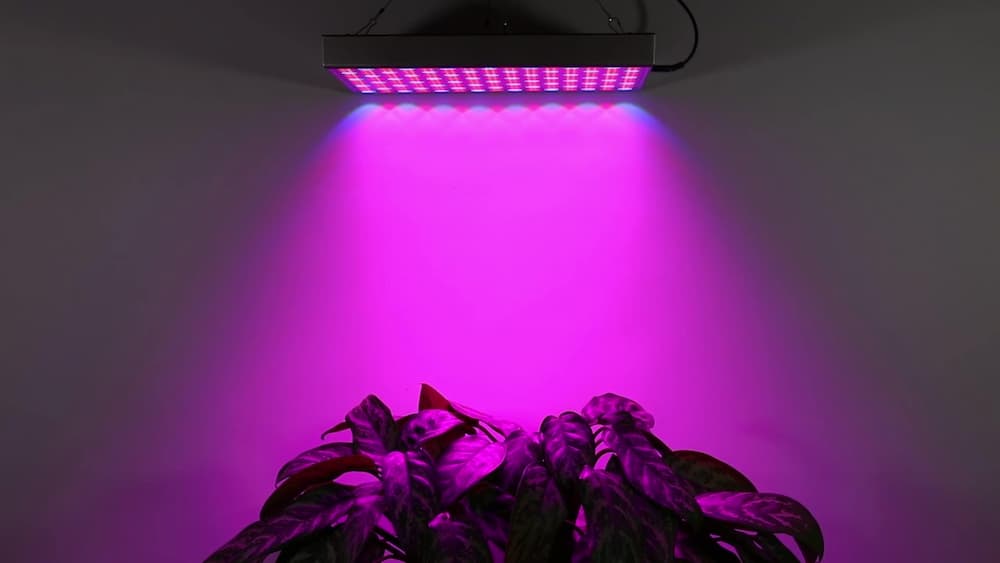 Duplicaat Neerwaarts zich zorgen maken LED Groeilamp / kweeklampen - 100W Rood / Blauw – LUMERI NL