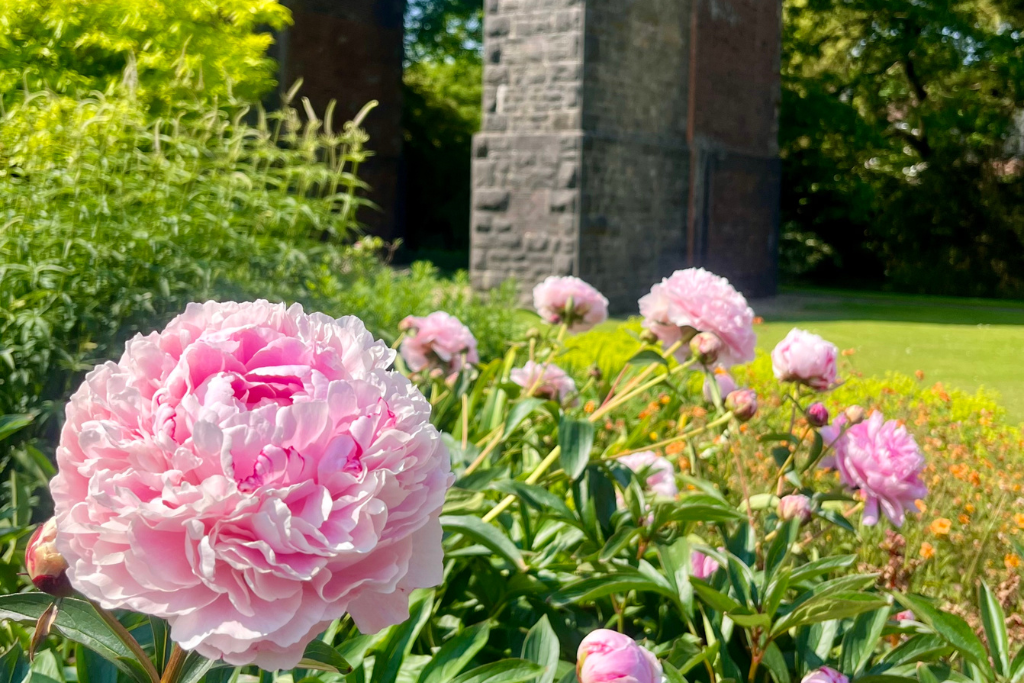 Peonies with the Charlton Railway Viaduct in the background