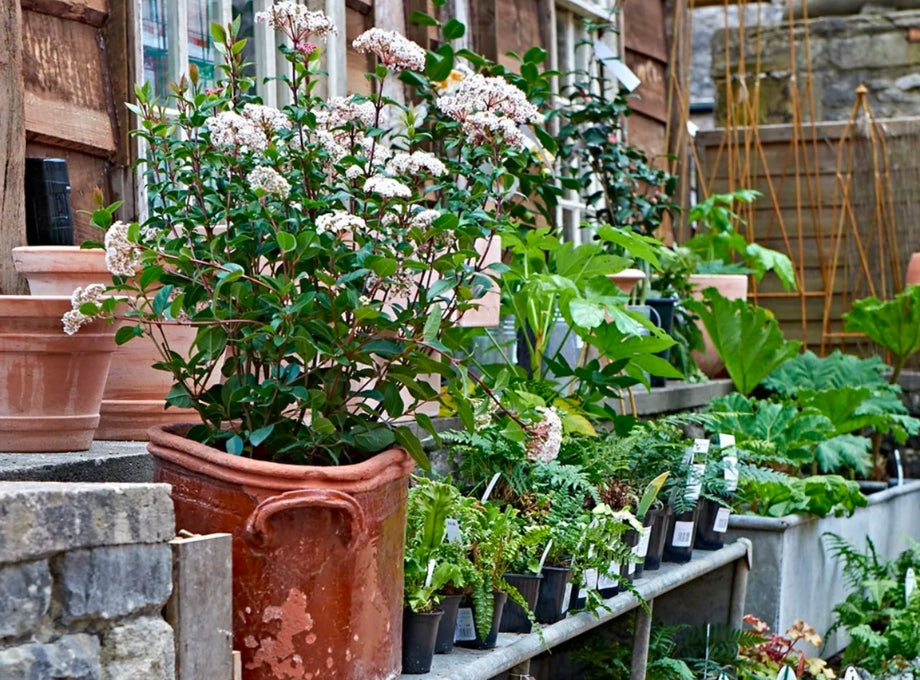 Spring plant pots on a shelf outside the Wiggly Shed