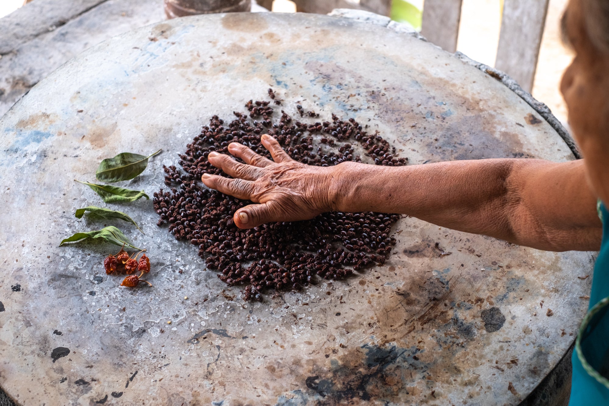 Chicatanas: Un fugaz manjar de hormigas - Masienda